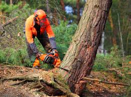 Best Utility Line Clearance  in Oakdale, PA